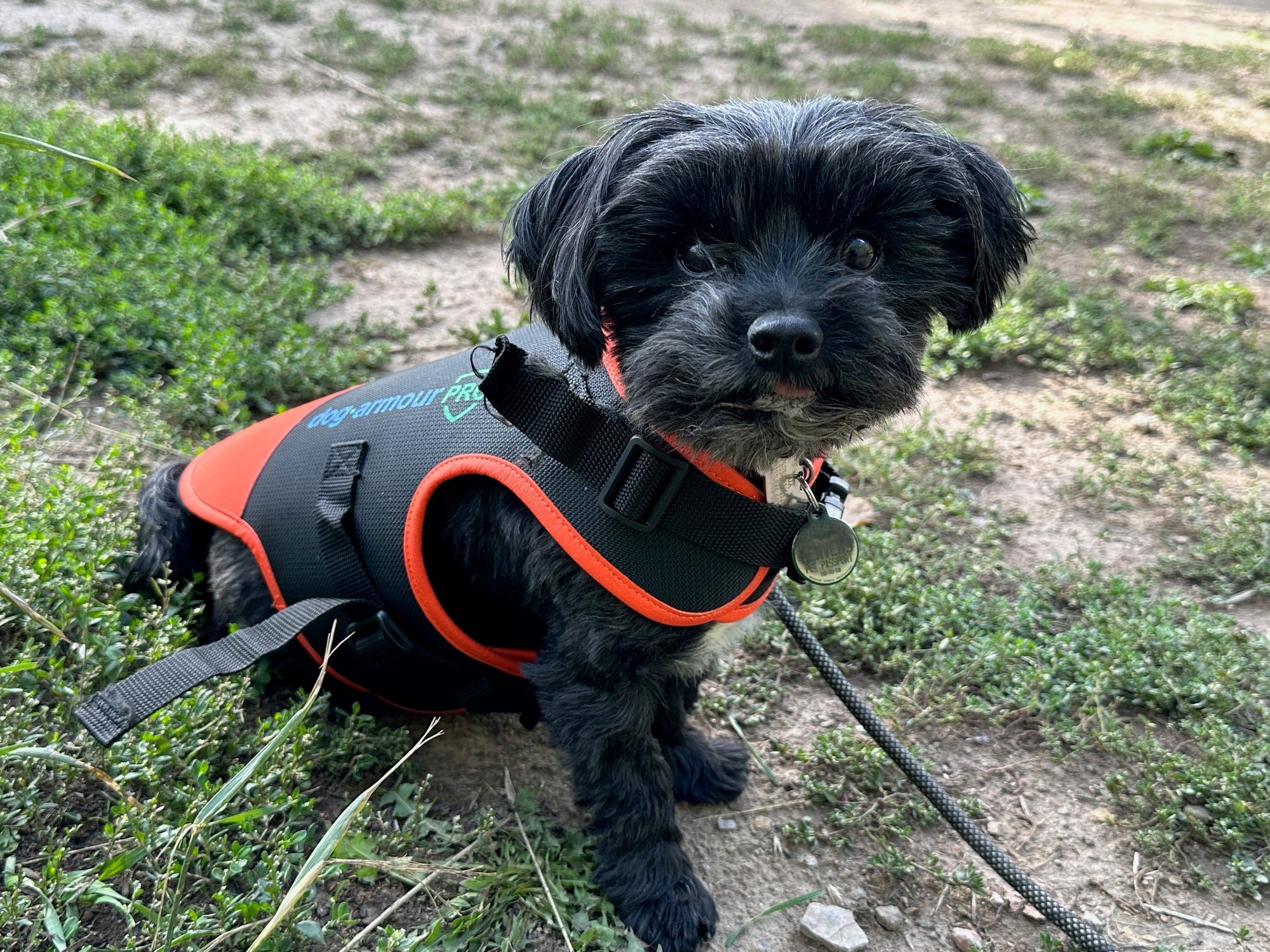 dog armour featured on petful