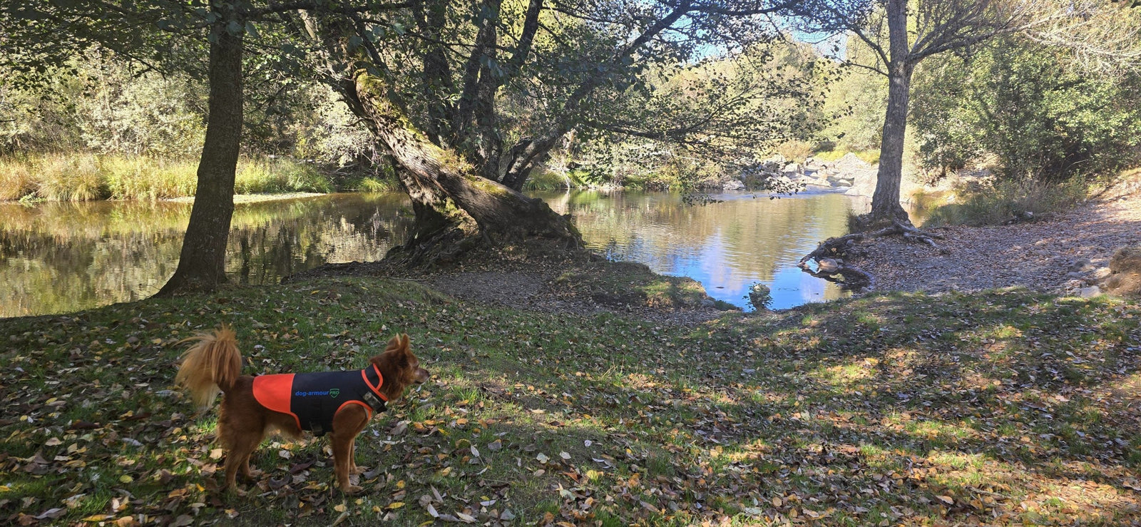 how to protect dogs from bite injuries during training and work