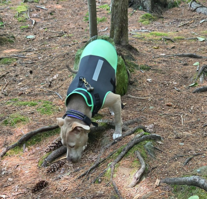 Anti-Bite Dog Vest – Professional Coyote Protection