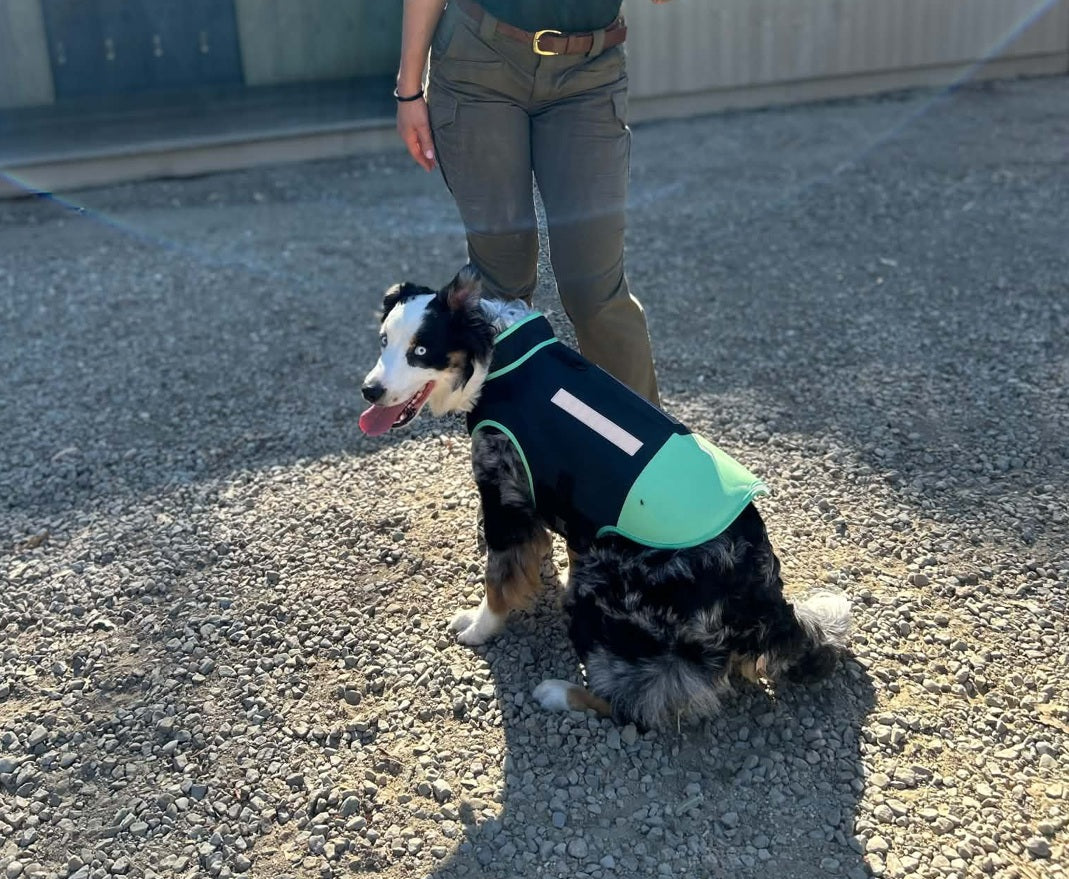 Australian Shepherd wearing a green Dog Armour PRO Anti-Bite Vest in size L outdoors