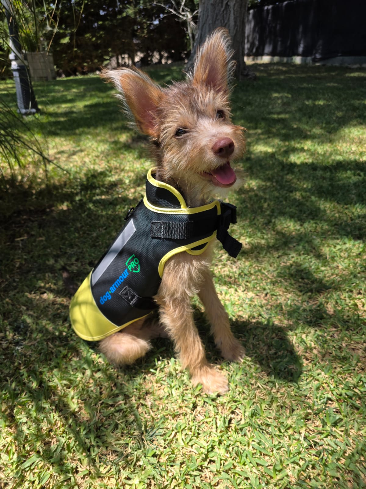 How to Protect a Small Dog from Hawk and Dog Attacks
