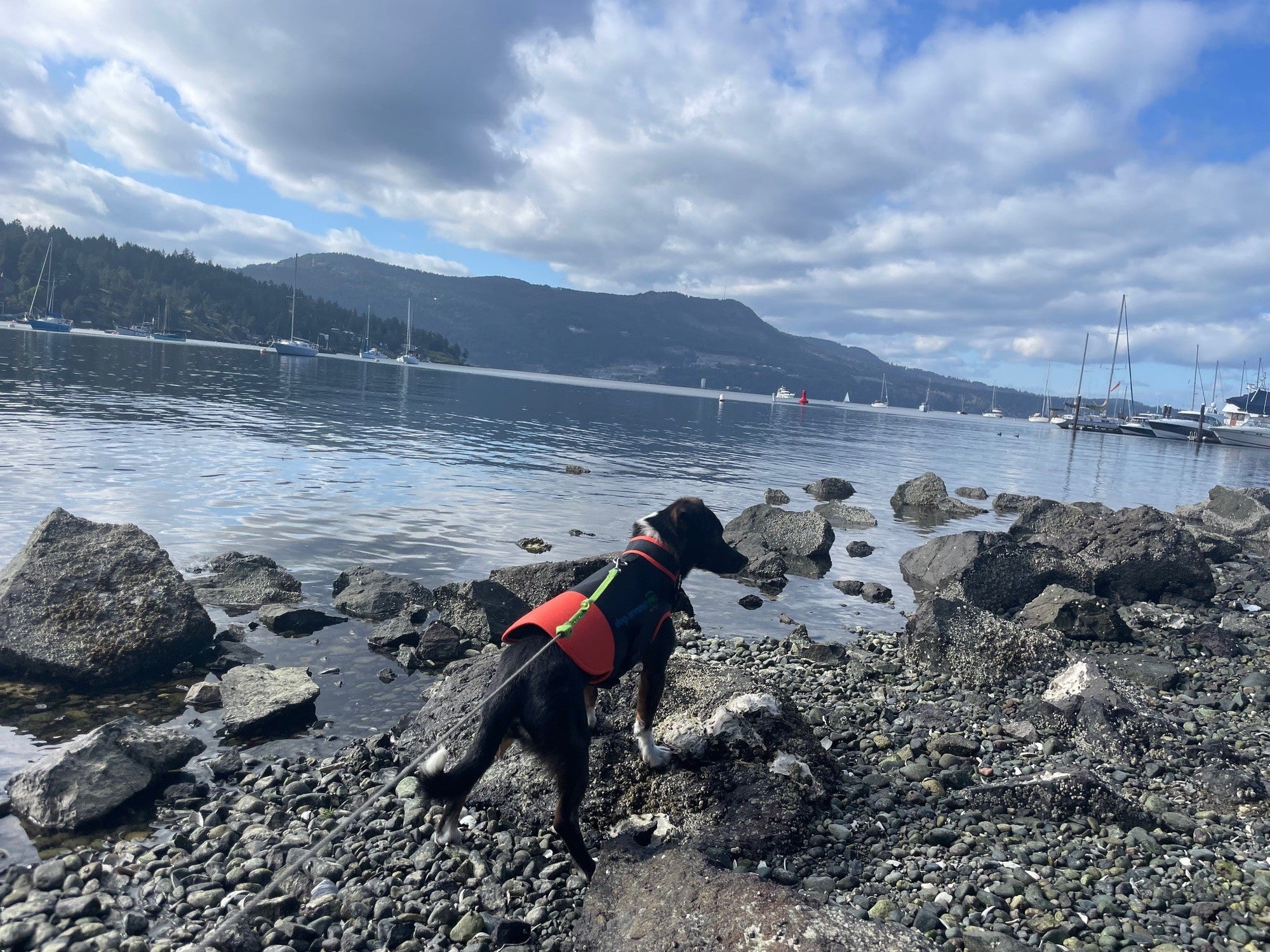 why more dog owners are using anti bite protection vests