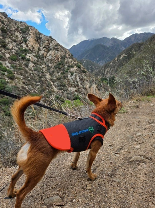 Anti-Bite Vests for Dogs