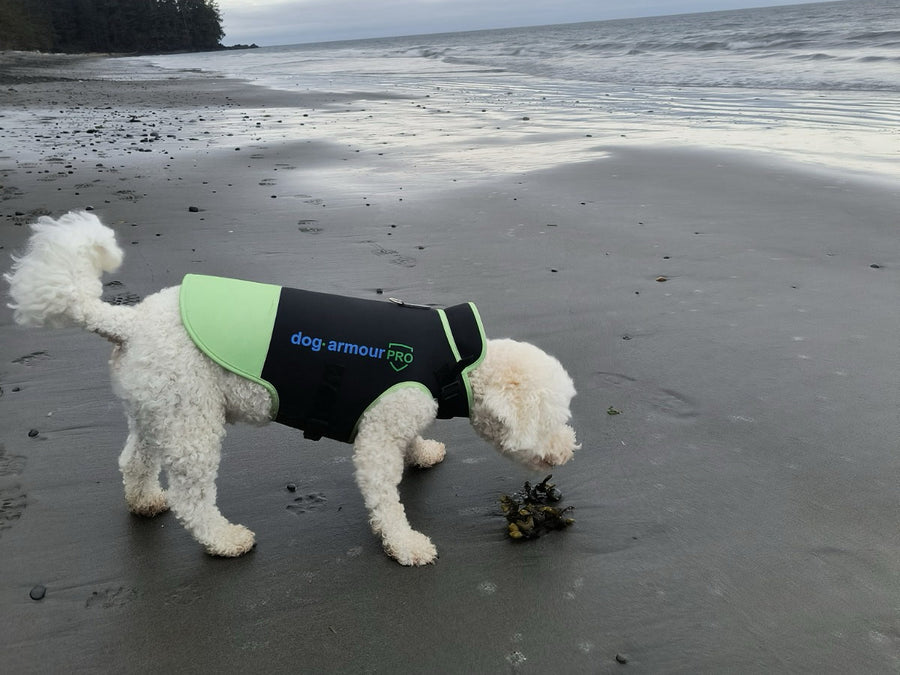Perro con un chaleco antimordeduras de Dog Armour PRO en la playa