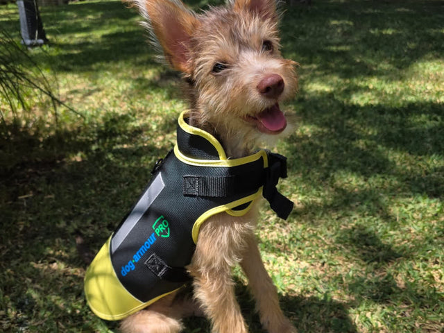 Chaleco antimordeduras para perros