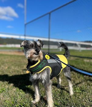 Anti-Bite Dog Vest by Dog Armour PRO – Professional Coyote Protection