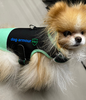 Dog in coat