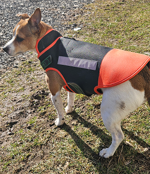 Dog wearing Copper Bullet coat
