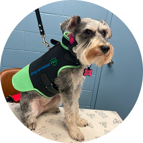 dog armour PRO 3 2