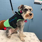 dog armour PRO 3 3