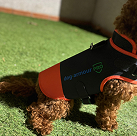 dog armour PRO 4 1