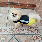 dog armour PRO 4