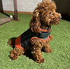 dog armour PRO 5