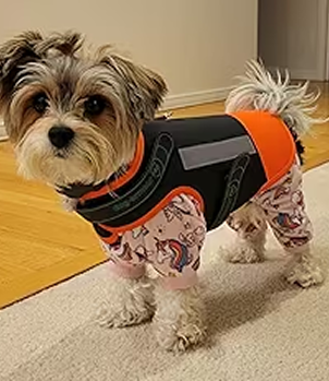 Dog in outdoor coat