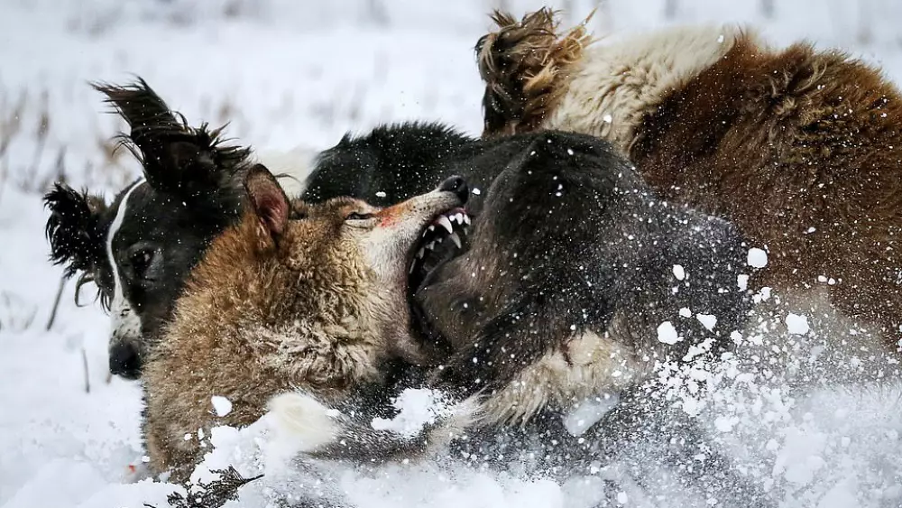 Anti-Bite Dog Vest - Wolf Protection for Dogs in Europe