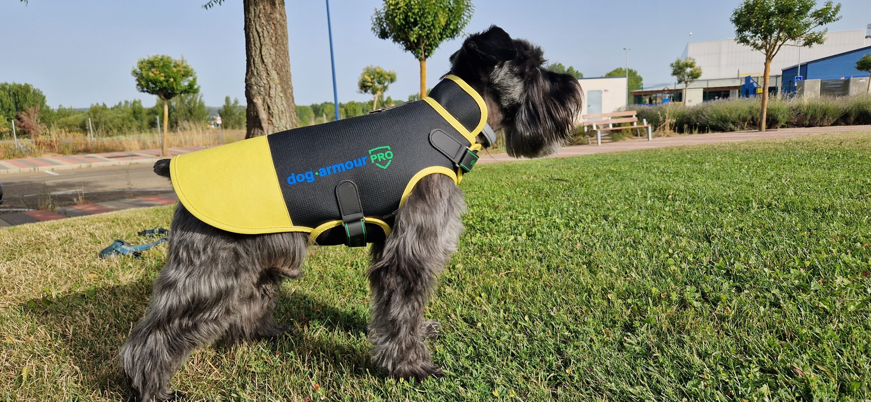 Dog wearing a coyote protection vest outdoors