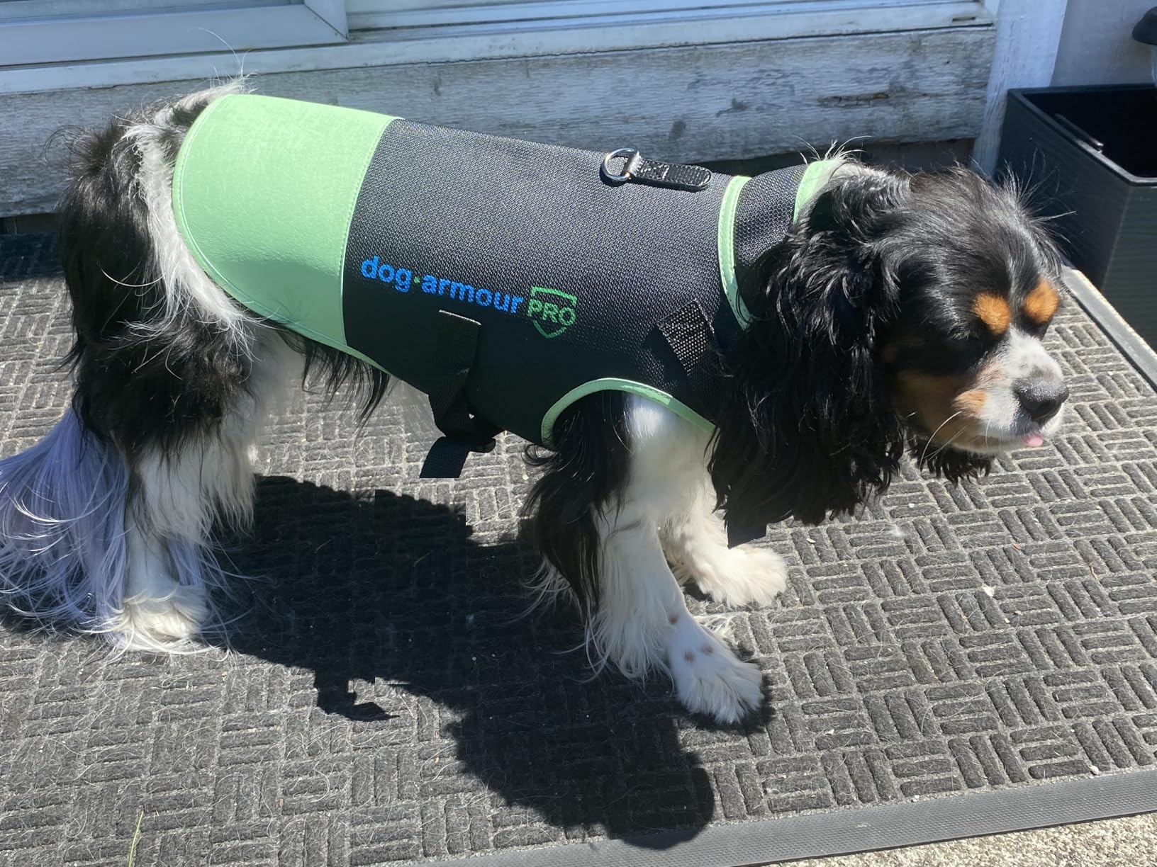 Dog wearing yellow protection vest