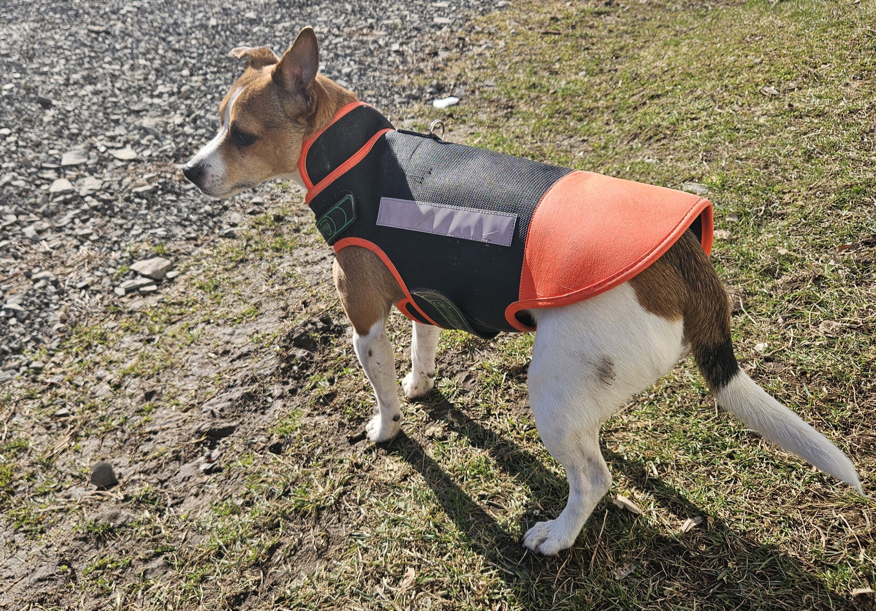Dog wearing green protection vest while walking