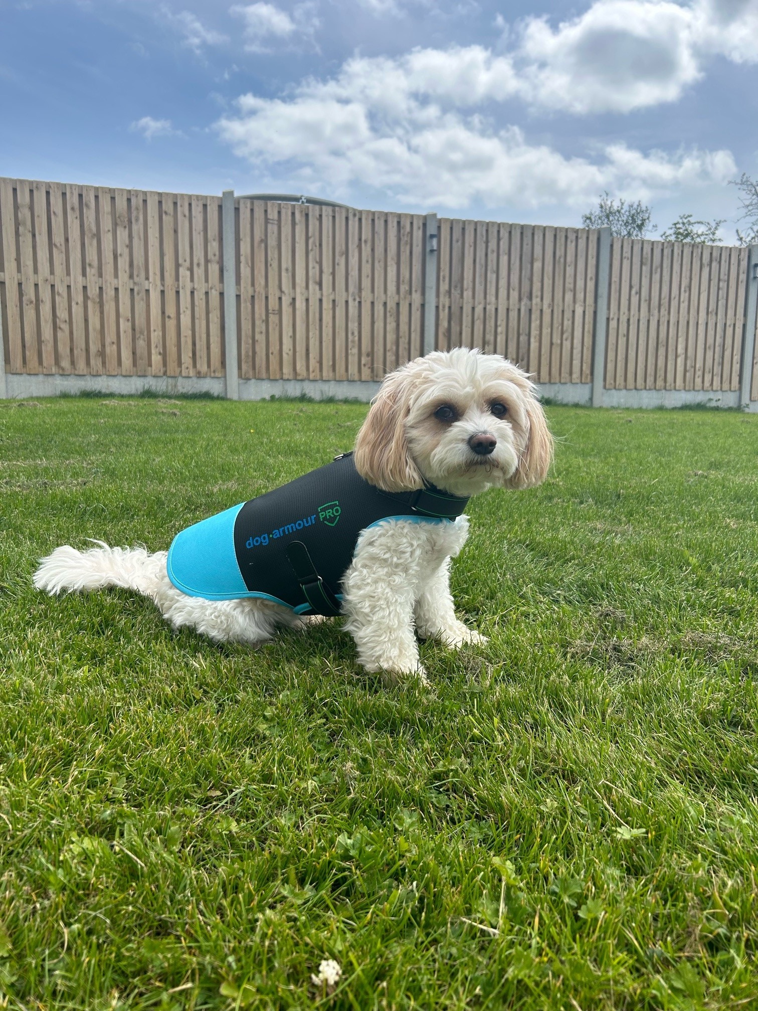 Side profile of dog wearing coyote protection vest