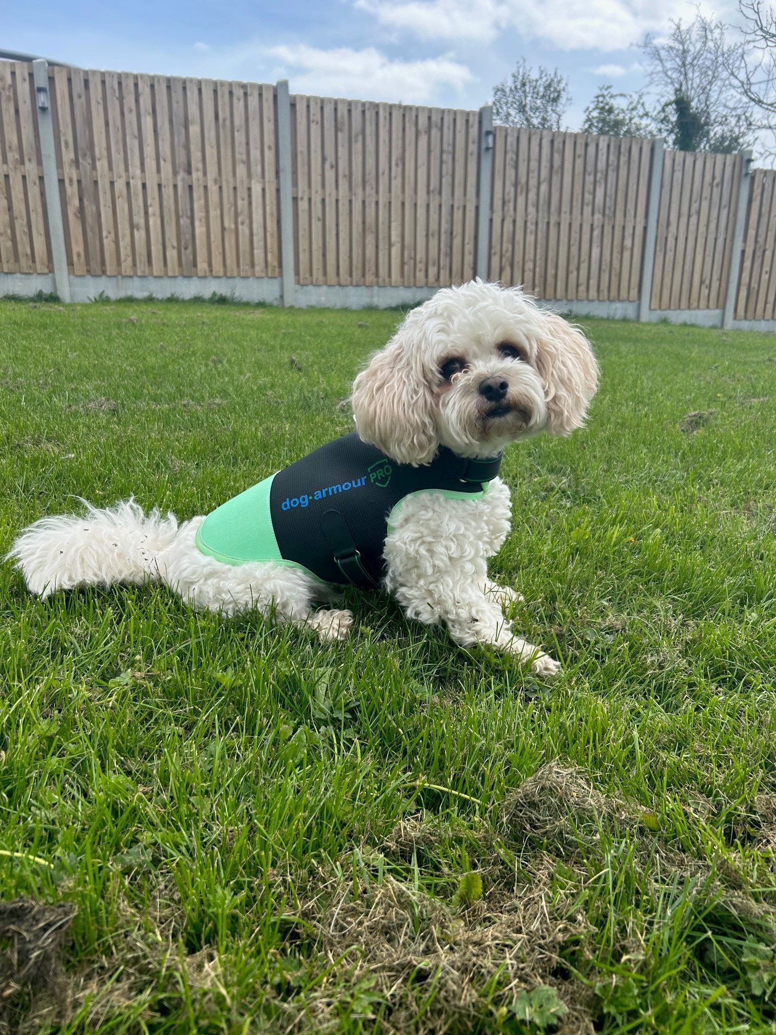 Real dog wearing predator protection vest