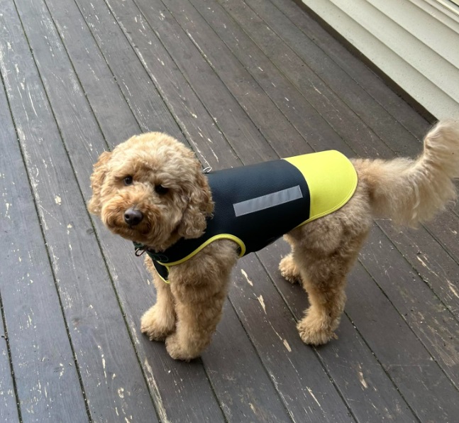 Terrier wearing orange protection vest outdoors