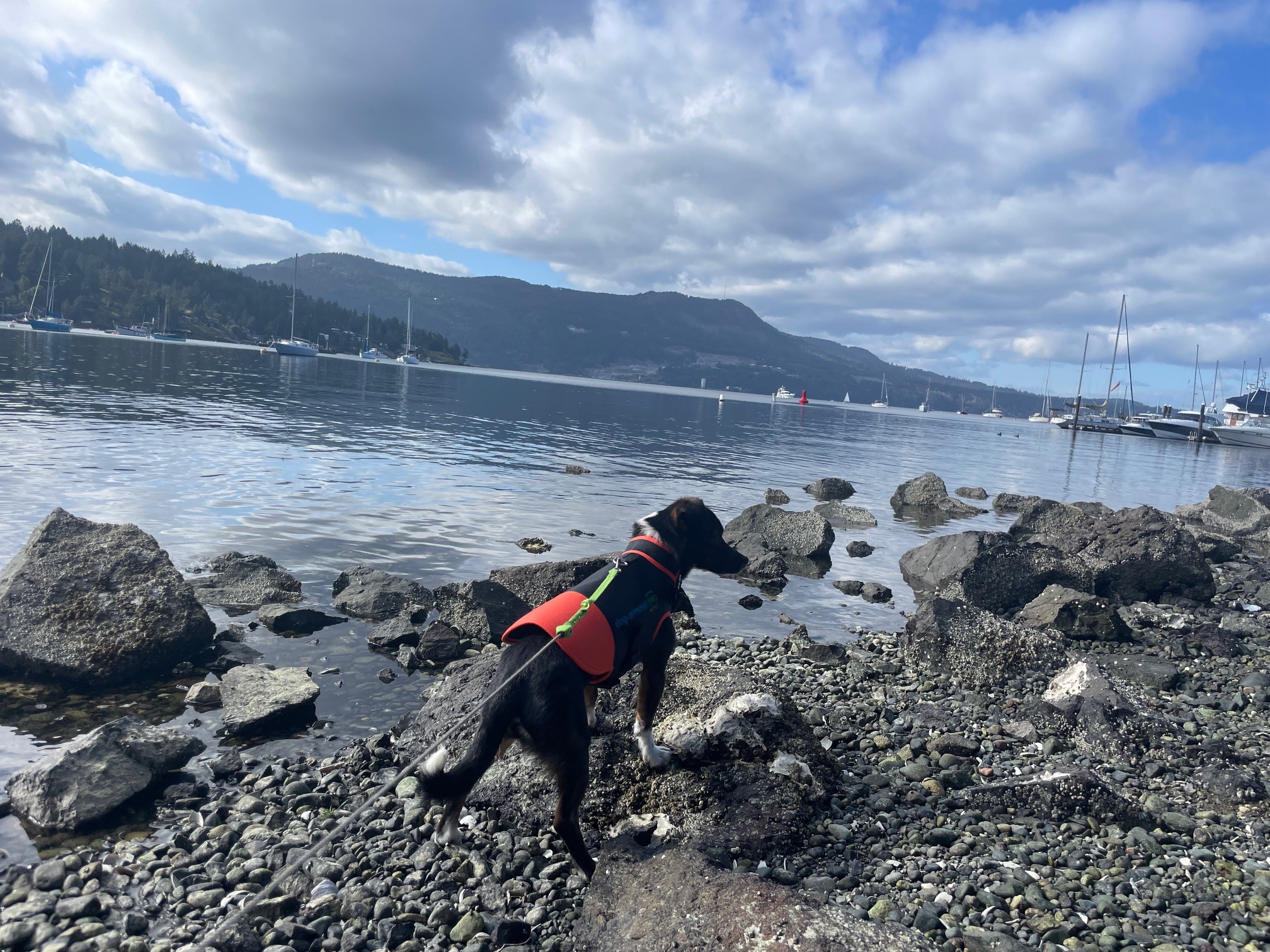 Anti bite protection vest for dogs by Dog Armour PRO