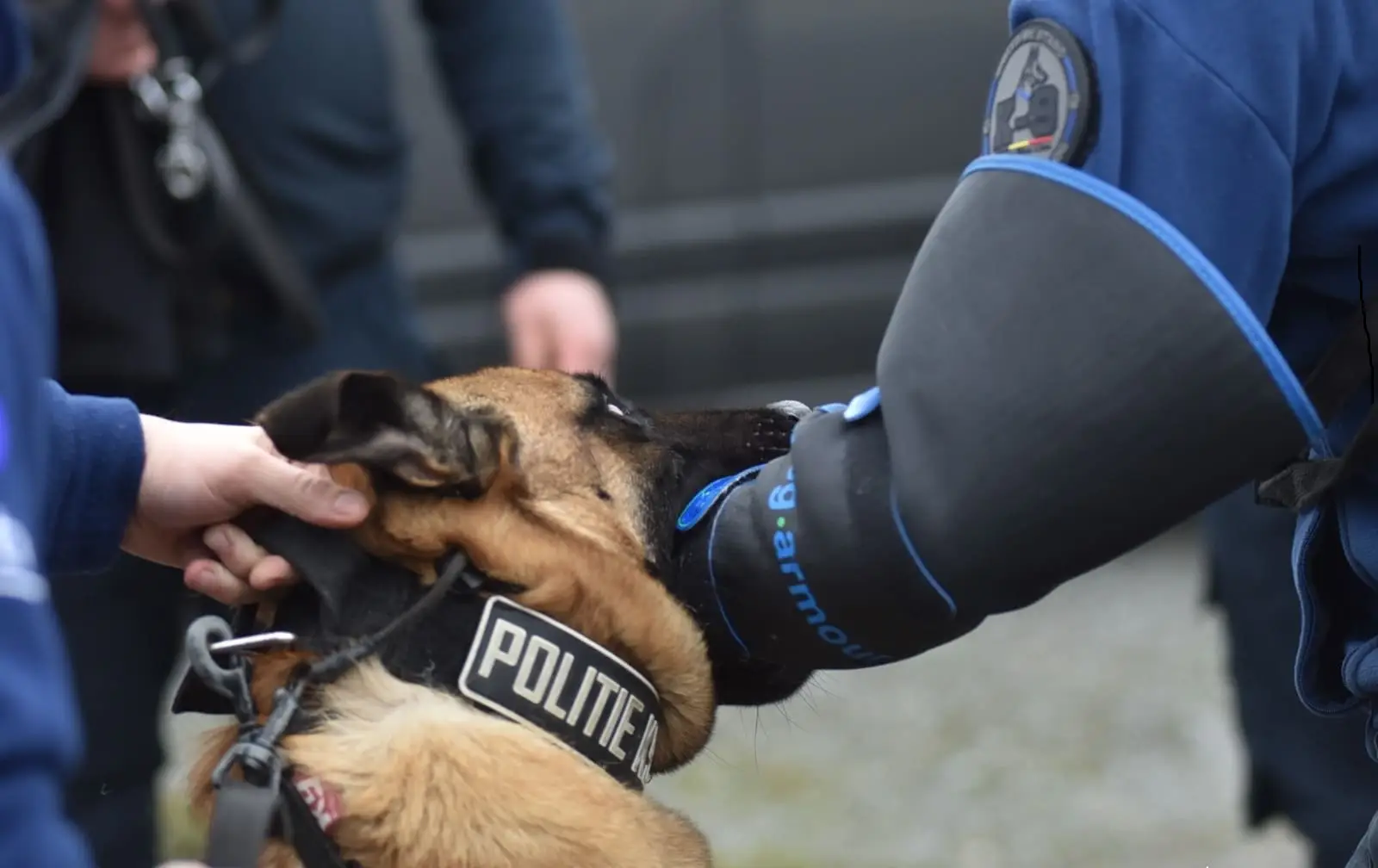 Dog Armour PRO K9 gear